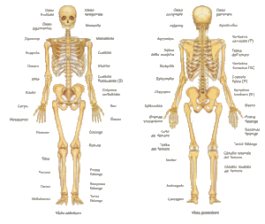 Nazwy kości po włosku