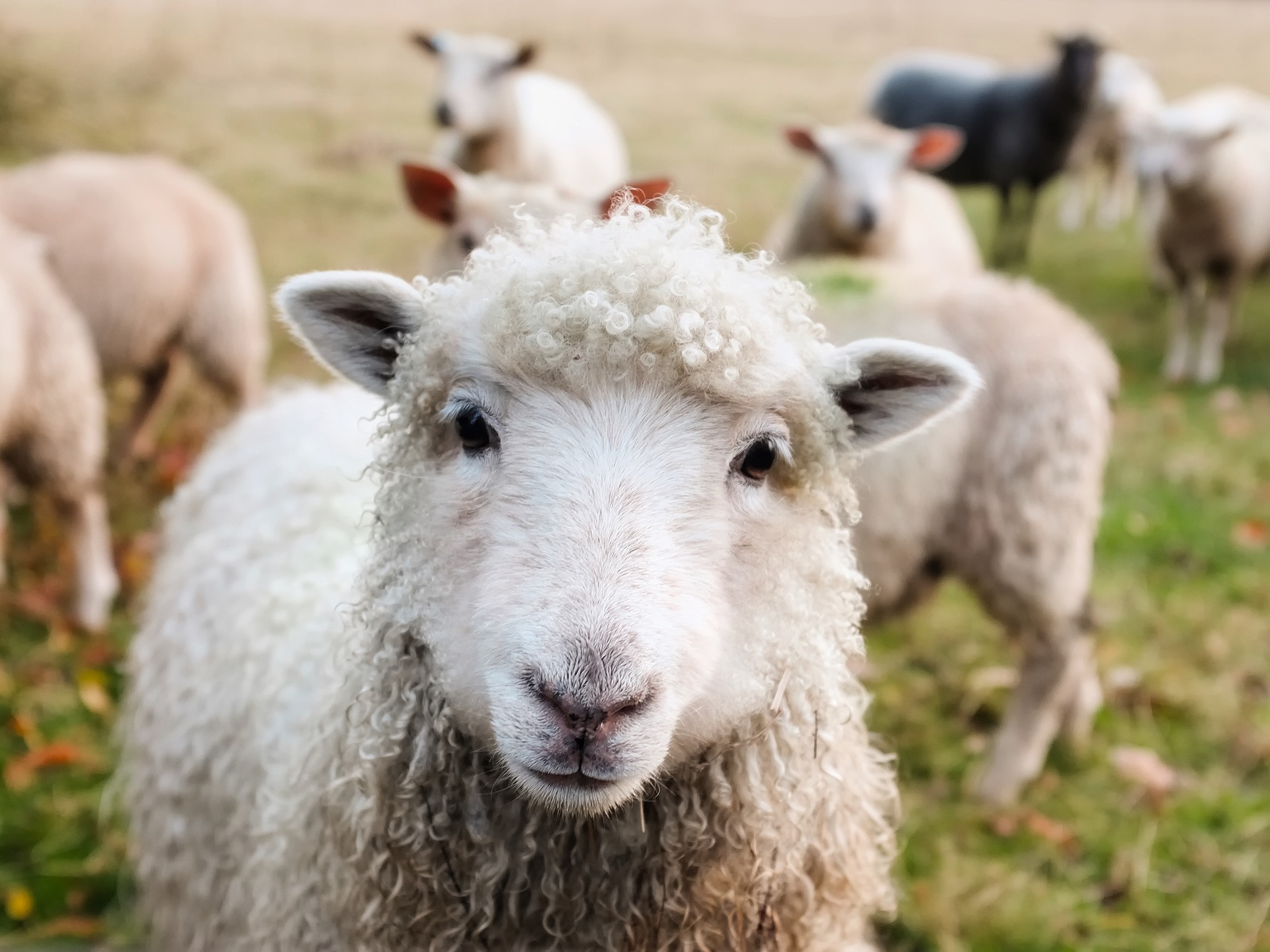 owce mają kosić trawę w rzymie